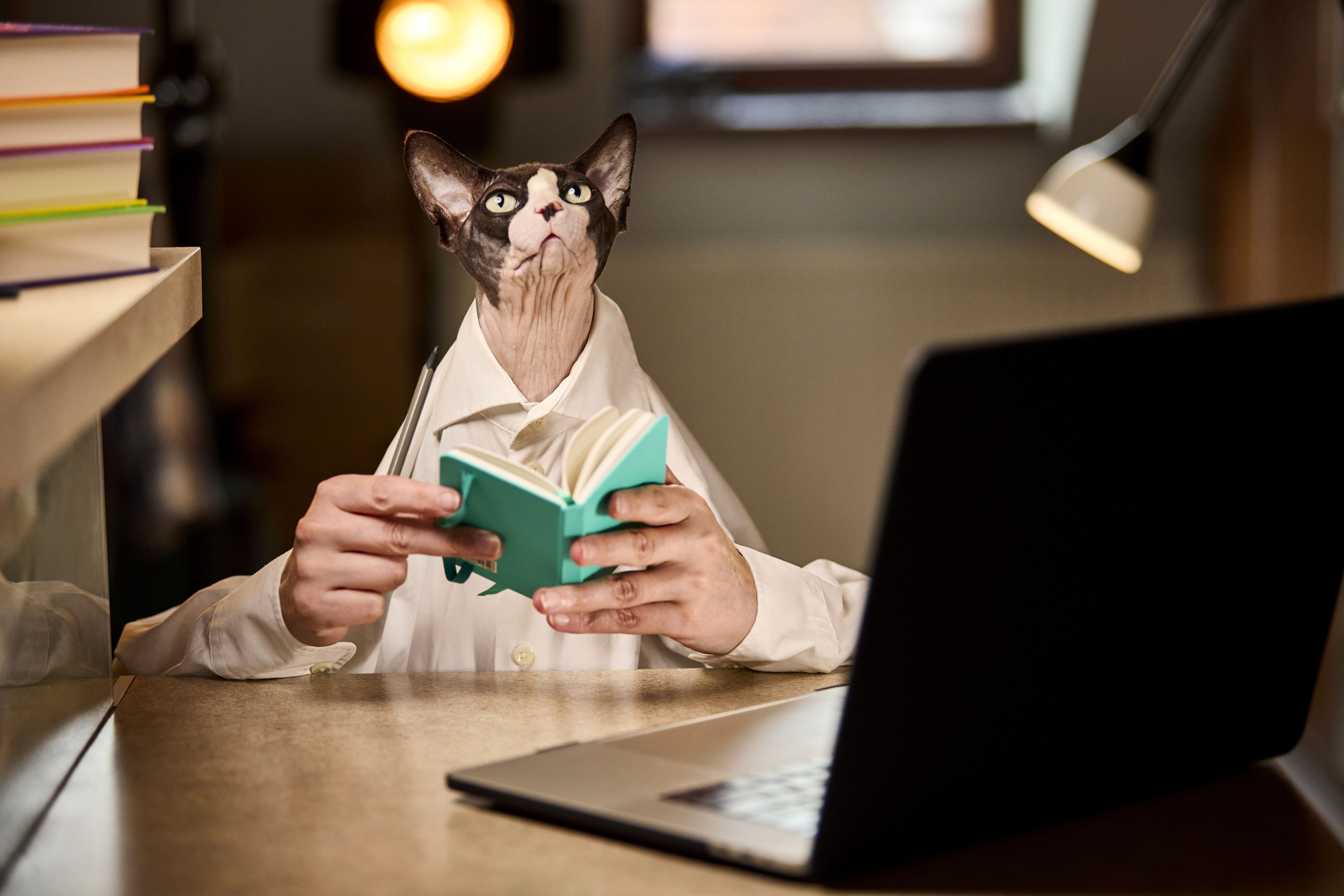 Business Portrait for Canadian Sphynx cat